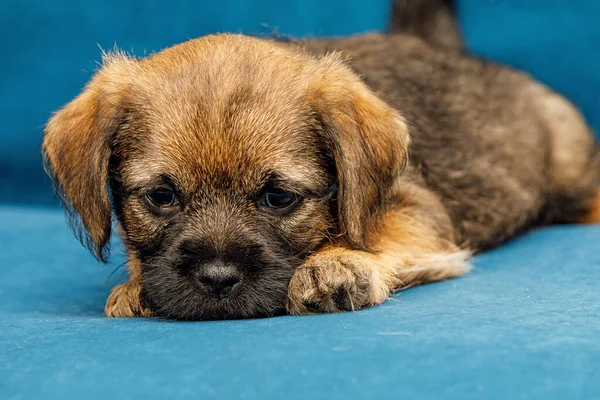 Pequeno cachorrinho bonito em um sofá azul — Fotografia de Stock