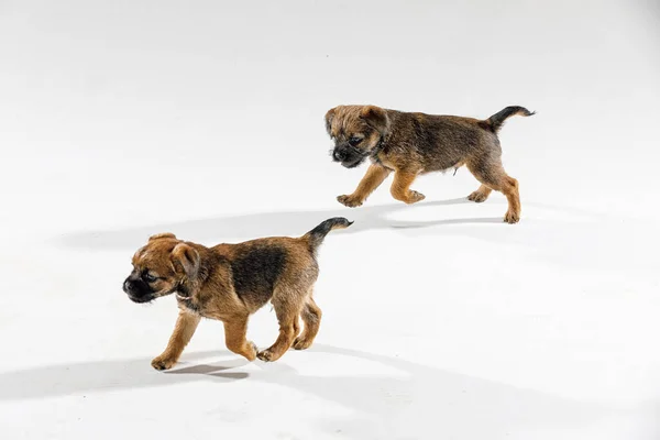 Pequeños cachorros hermosos están jugando sobre un fondo blanco Fotos De Stock