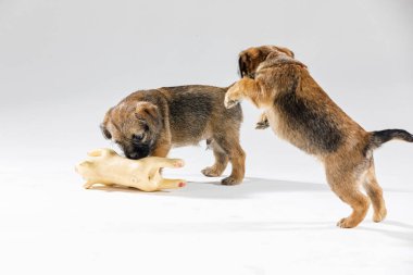 Küçük güzel yavrular beyaz arka planda oynuyorlar.