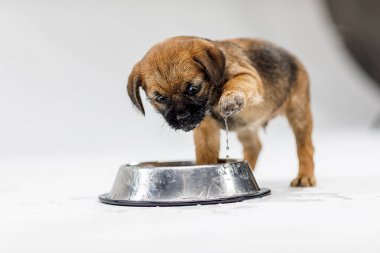 Küçük güzel köpek yavrusu beyaz bir arka planda oynuyor.