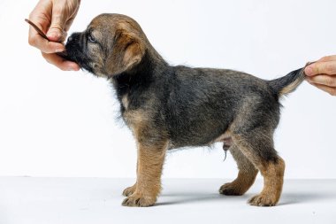 Beyaz arka planda güzel bir köpek yavrusu