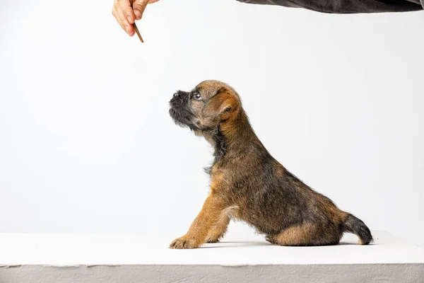 Pequeño cachorro hermoso sobre un fondo blanco — Foto de Stock