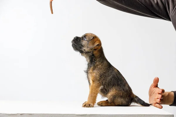 Pequeño cachorro hermoso sobre un fondo blanco — Foto de Stock