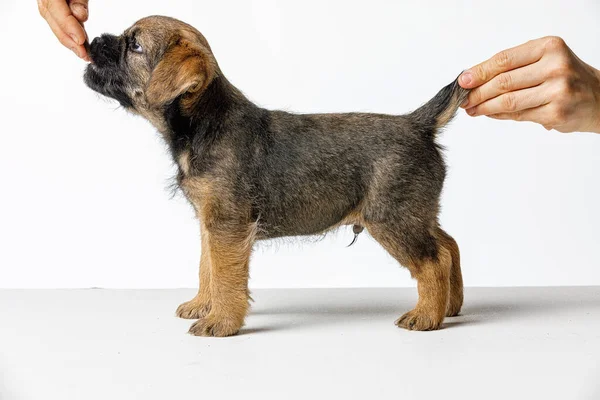 Pequeno filhote de cachorro bonito em um fundo branco — Fotografia de Stock