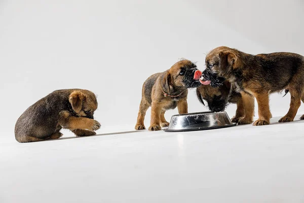 Pequeños cachorros hermosos están bebiendo — Foto de Stock