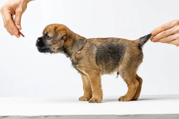 Kleine schöne Welpen auf weißem Hintergrund — Stockfoto