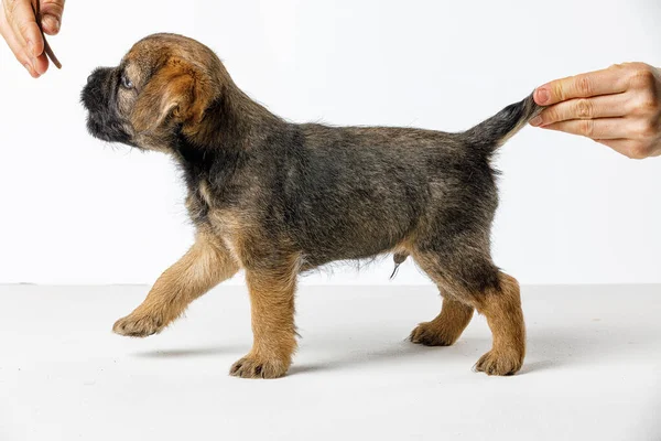 Pequeno filhote de cachorro bonito em um fundo branco — Fotografia de Stock