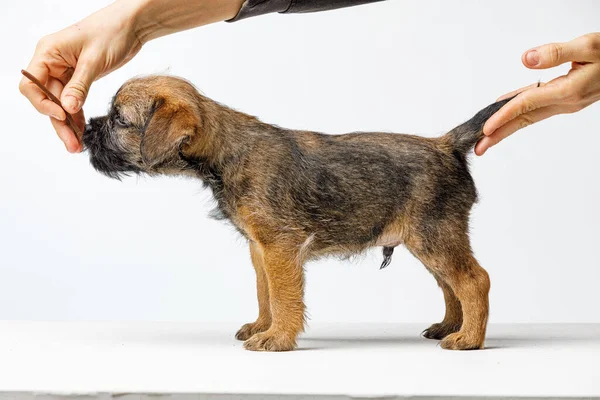 Pequeno filhote de cachorro bonito em um fundo branco — Fotografia de Stock