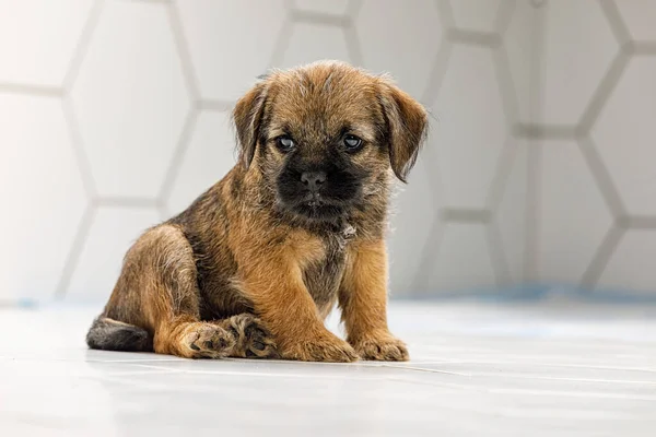 Pequeño cachorro hermoso sobre un fondo de baldosa blanca — Foto de Stock