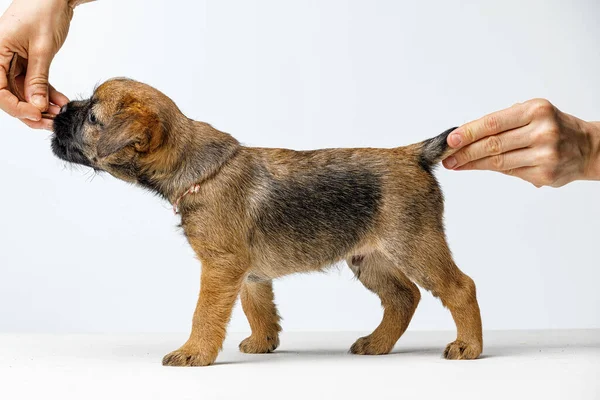 Pequeno filhote de cachorro bonito em um fundo branco — Fotografia de Stock