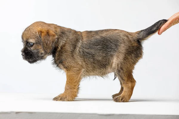 Pequeno filhote de cachorro bonito em um fundo branco — Fotografia de Stock