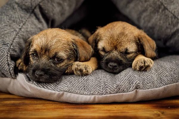 Little beautiful puppies are sleeping in its place — Stock Photo, Image