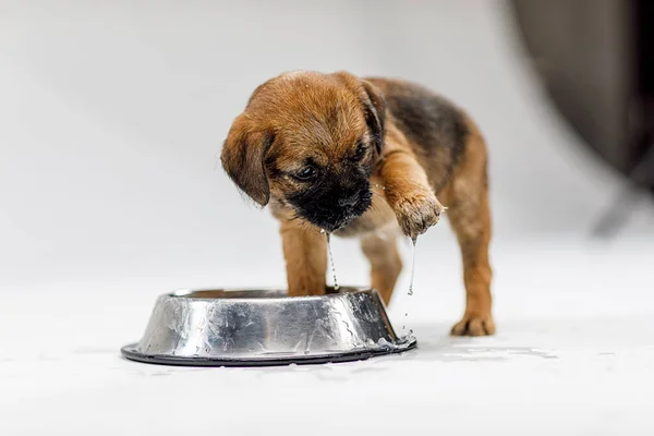 Pequeno filhote de cachorro bonito está jogando em um fundo branco Fotografias De Stock Royalty-Free