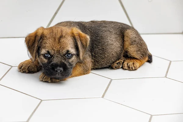 Pequeno filhote de cachorro bonito em um fundo de azulejo branco Imagem De Stock