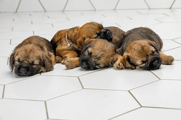 Pequenos cachorrinhos bonitos estão dormindo em uma telha branca Imagem De Stock