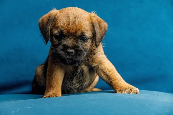 Pequeno cachorrinho bonito em um sofá azul — Fotografia de Stock