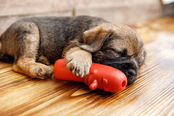 Pequeño cachorro hermoso está durmiendo con su juguete — Foto de Stock