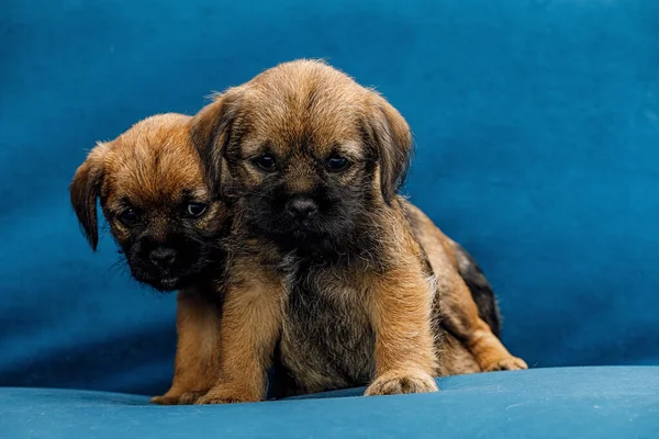 2 cachorrinhos bonitos em um sofá azul — Fotografia de Stock