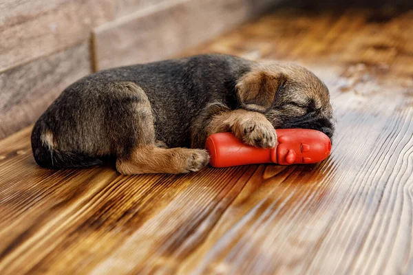 Pequeño cachorro hermoso está durmiendo con su juguete —  Fotos de Stock