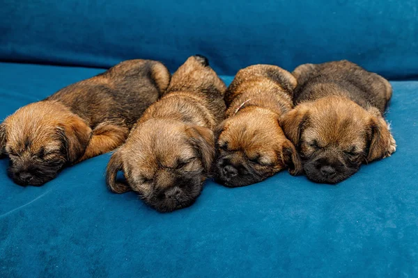 4 kleine schöne Welpen schlafen auf einem blauen Sofa — Stockfoto