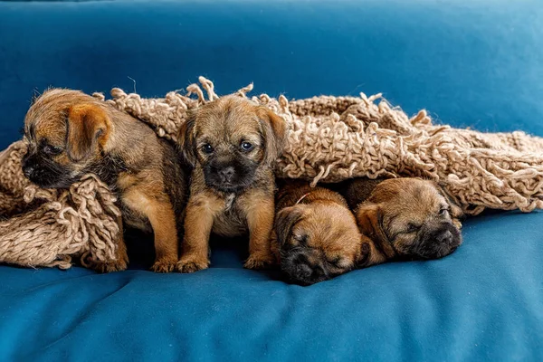 4 pequeños cachorros hermosos en un sofá azul Imágenes De Stock Sin Royalties Gratis