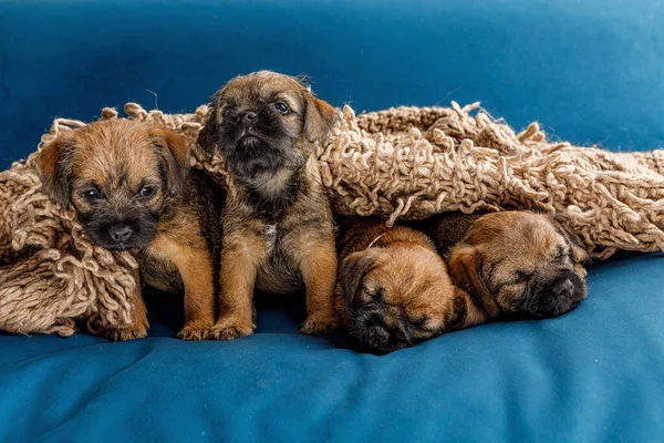 4 pequeños cachorros hermosos en un sofá azul Fotos De Stock Sin Royalties Gratis