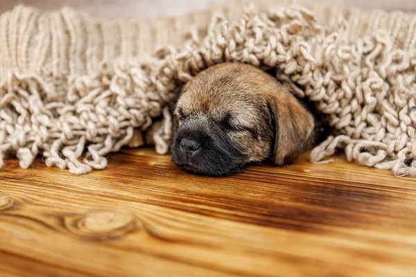 Pequeno cachorro dorme sob um cobertor de lã quente Imagem De Stock