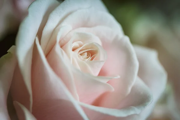 Gros plan d'une rose — Photo