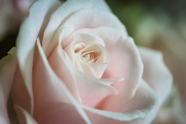 Close-up de uma rosa — Fotografia de Stock