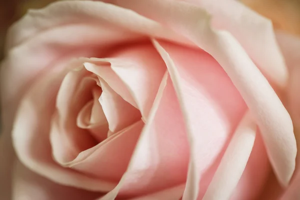 Close-up de uma rosa — Fotografia de Stock