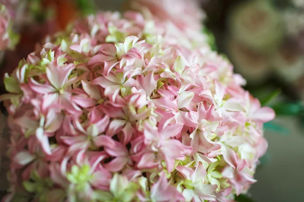 Pembe ve beyaz çiçekler — Stok fotoğraf