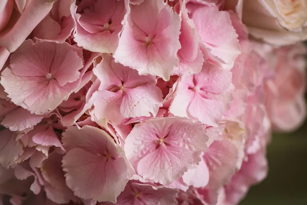 Pembe çiçek ortanca — Stok fotoğraf