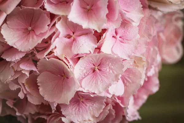 Pembe çiçek ortanca — Stok fotoğraf