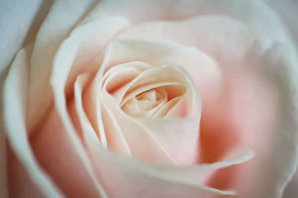 Close-up de uma rosa — Fotografia de Stock