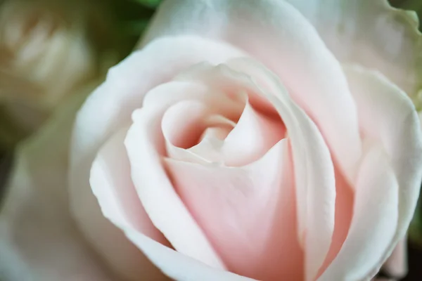 Close-up de uma rosa — Fotografia de Stock