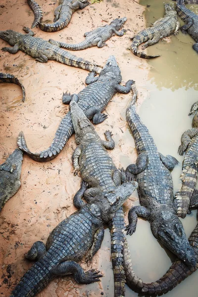 Große Krokodile in Kambodscha — Stockfoto