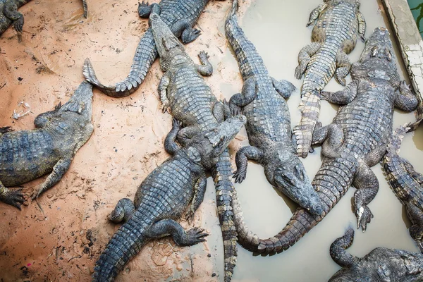 Große Krokodile in Kambodscha — Stockfoto