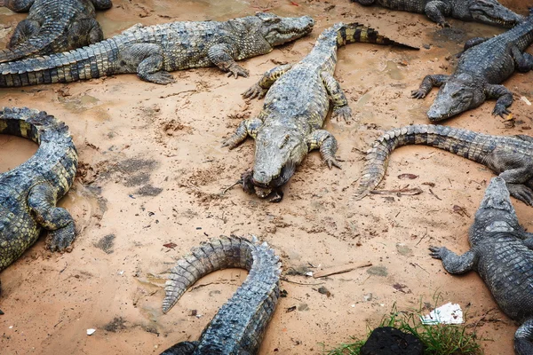 Große Krokodile in Kambodscha — Stockfoto