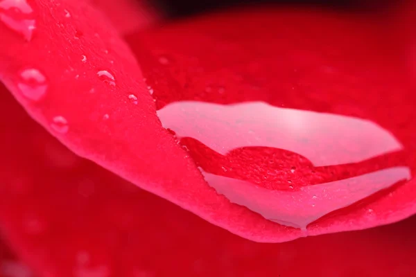 Kırmızı bir gülün makro görüntüsü — Stok fotoğraf