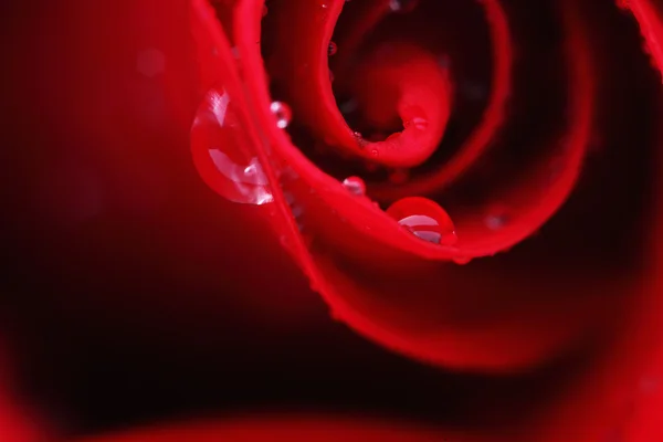 Macro tiro de uma rosa vermelha — Fotografia de Stock