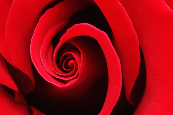 Macro Shot of a Red Rose — Stock Photo, Image