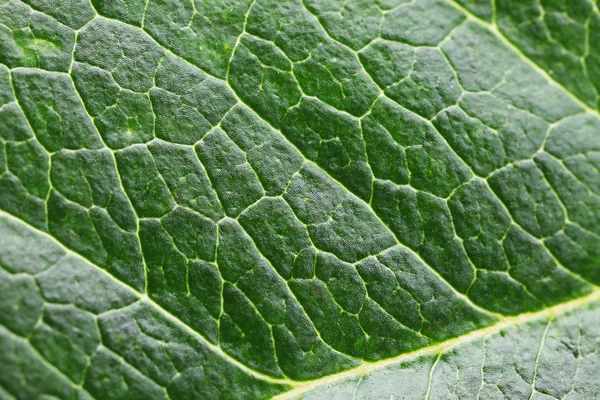 Green Leaf macro — Stock Photo, Image