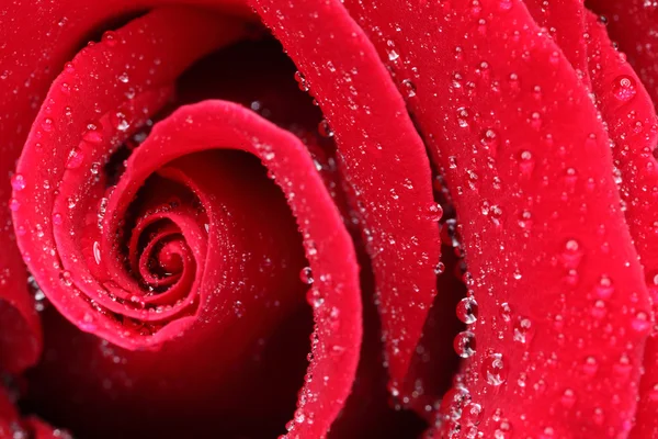 Μακροσκοπική λήψη ενός κόκκινου τριαντάφυλλου — Φωτογραφία Αρχείου