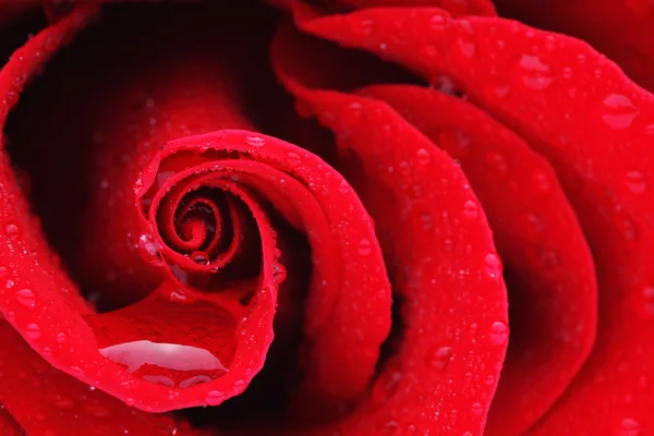Μακροσκοπική λήψη ενός κόκκινου τριαντάφυλλου — Φωτογραφία Αρχείου
