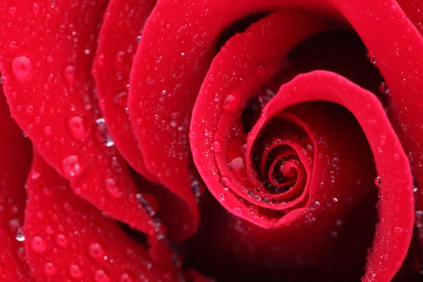 Vörös rózsa makró felvétele — Stock Fotó
