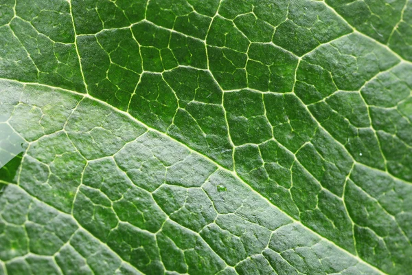 Green Leaf macro — Stock Photo, Image