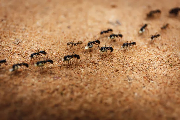 Marschierender Ameisenschwarm — Stockfoto