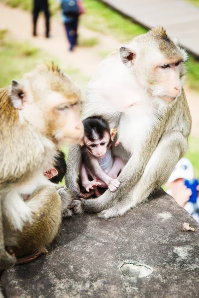 Семья обезьян — стоковое фото