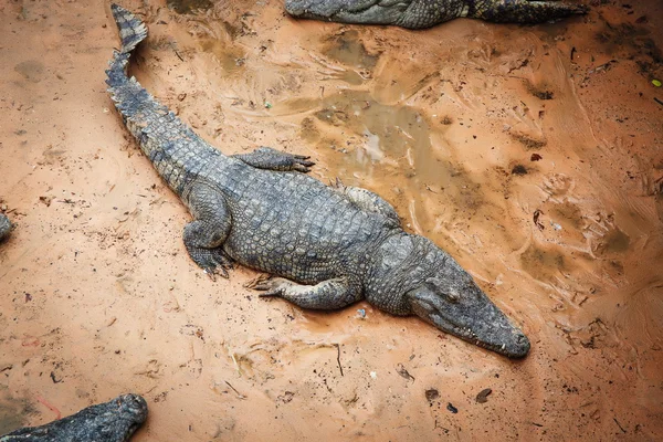 Große Krokodile in Kambodscha — Stockfoto