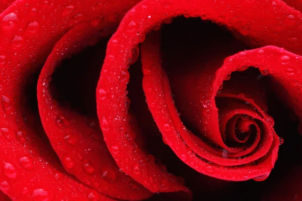 赤いバラのマクロショット — ストック写真